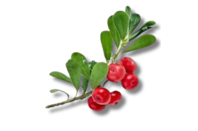 Arbutin