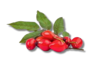 Berberis