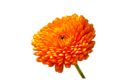 Calendula