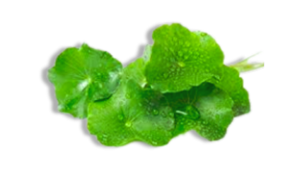 Gotu Kola- Centella Asiatica