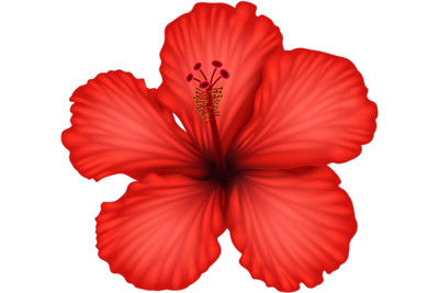Hibiscus Flower