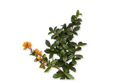 Himalayan Berberi