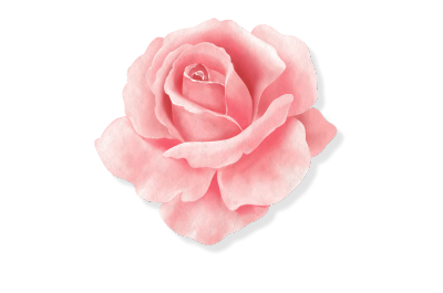 Himalayan Rose