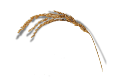 Oryza Sativa