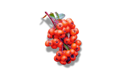 Pyracantha Crenulata