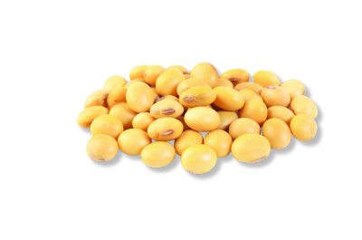 Soybean Seed