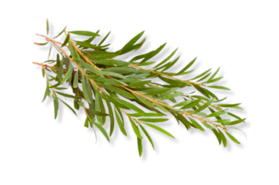 Tea tree