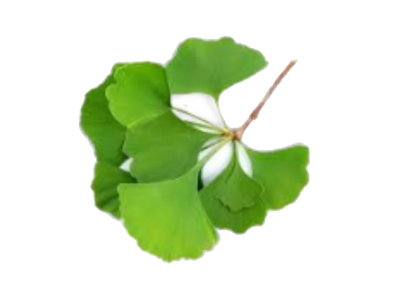 Ginkgo Biloba