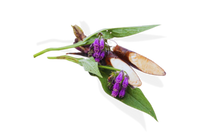 Allantoin