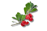 Arbutin