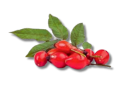Berberis