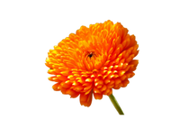 Calendula is a soothing botanical that calms, heals, and protects the skin naturally.