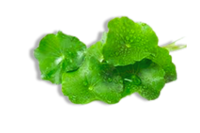 Gotu Kola- Centella Asiatica