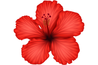 Hibiscus Flower