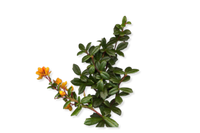 Himalayan Berberi