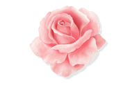 Himalayan Rose