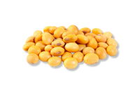 Lecithin
