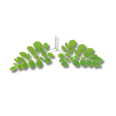 Moringa Liquid Extract