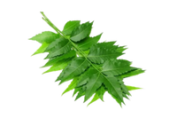Neem