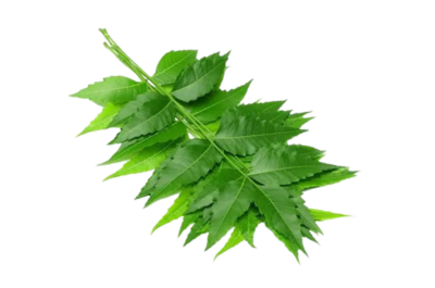 Neem