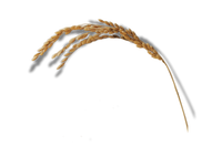 Oryza Sativa