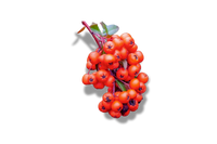 Pyracantha Crenulata