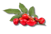 Rosehip Seed