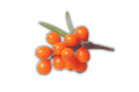 Sea Buckthorn