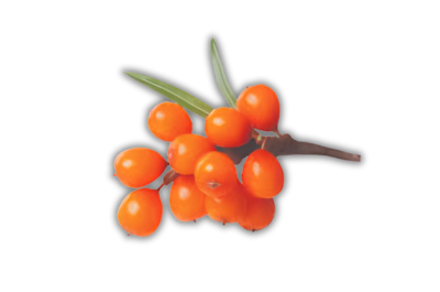 Sea Buckthorn