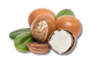 Shea Butter