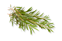 Tea tree