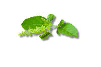 Tulsi