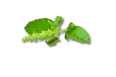 Tulsi
