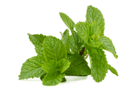 Wild Mint