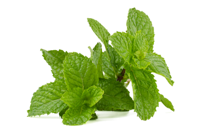 Wild Mint