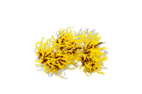 Witch Hazel