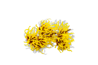 Witch Hazel